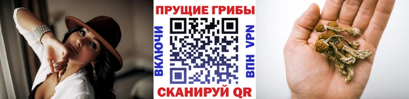 Галлюциногенные грибы Psilocybe  Купить  Апшеронск 